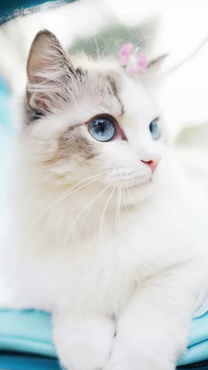 Marvelous Beautiful Cat Wallpaper Pictures Marvelous Beautiful Cat Wallpaper Pictures