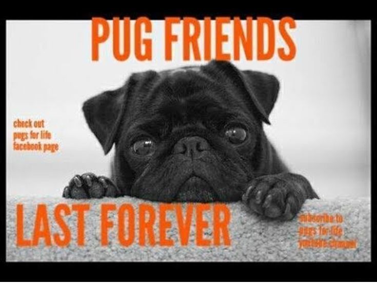 Read More About Pug Cross Puppies For Sale Check The Webpage For