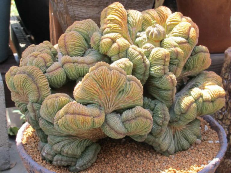 Euphorbia obesa Multiple heads cactus Succulent plants Home Bonsai Decor