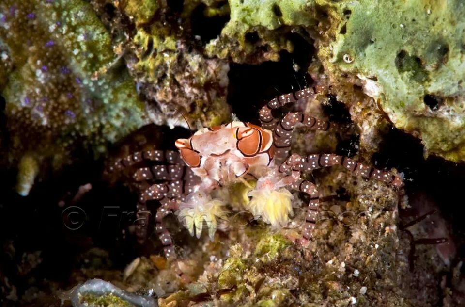 pompom crabs pompom crabs
