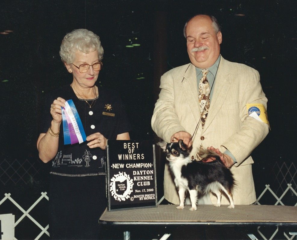 Champion Chihuahuas Windsong Chihuahuas Chihuahua New
