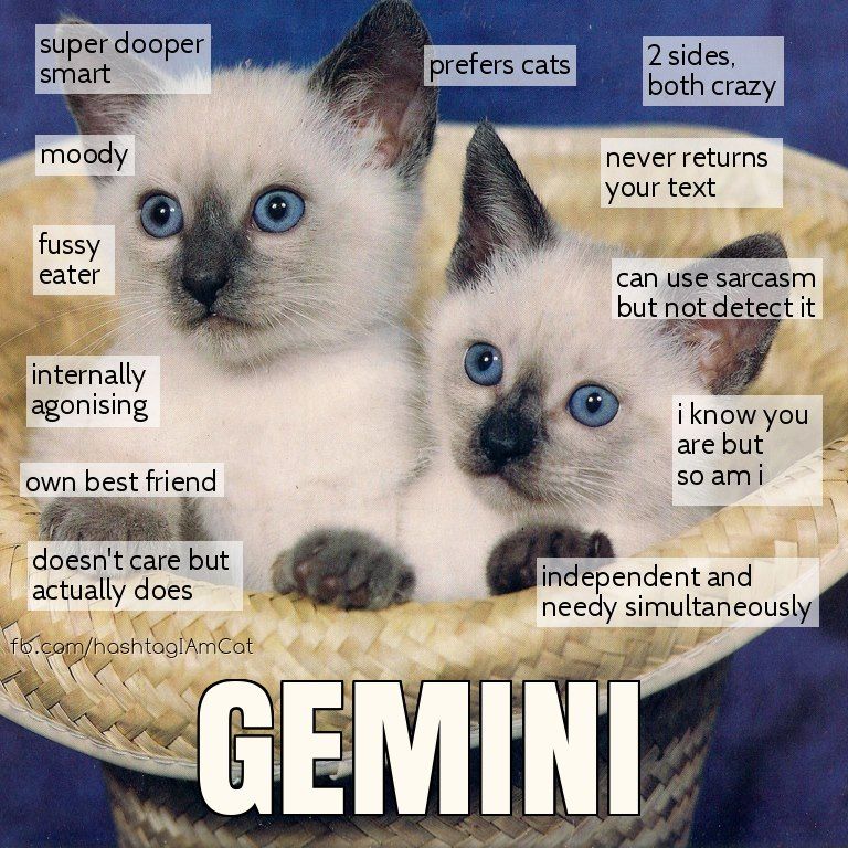 zodiac signs gemini memes zodiac signs gemini memes