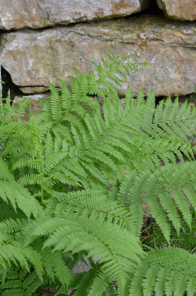 Athyrium filixfemina Lady Fern – Lady fern