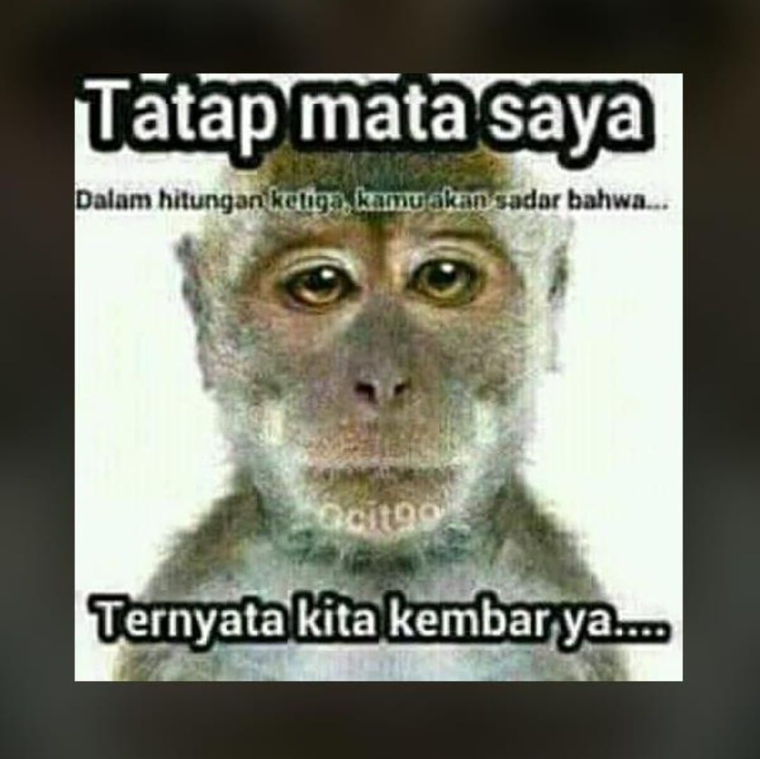 Tatap Mata Saya Gambar Lucu Lucu Gambar Terlucu