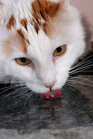 Drinking Cat Gatos Perro Gato Felinos