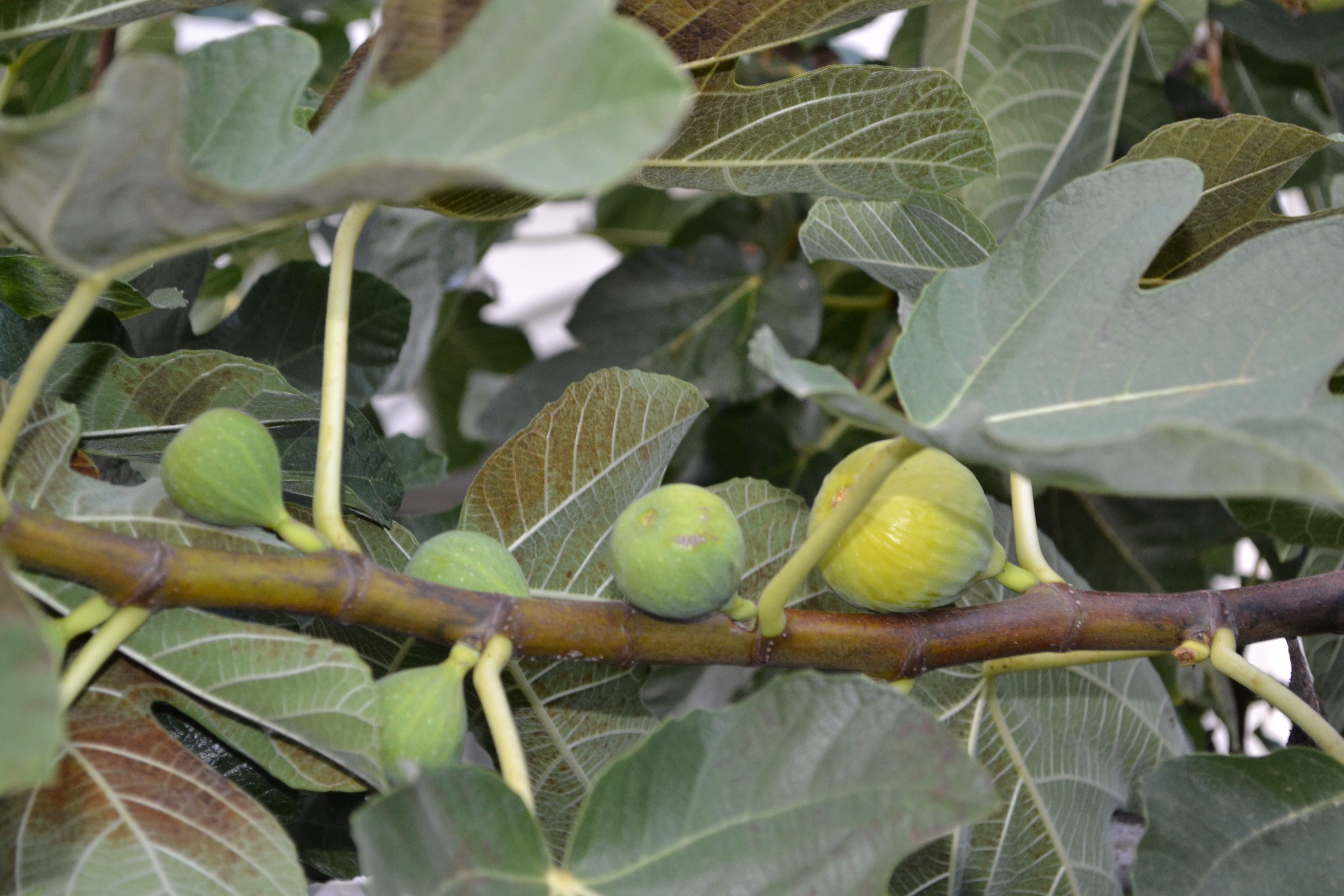 Fig tree young