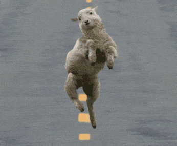Google Funny Gif Funny Sheep Funny Google Funny Gif Funny Sheep Funny