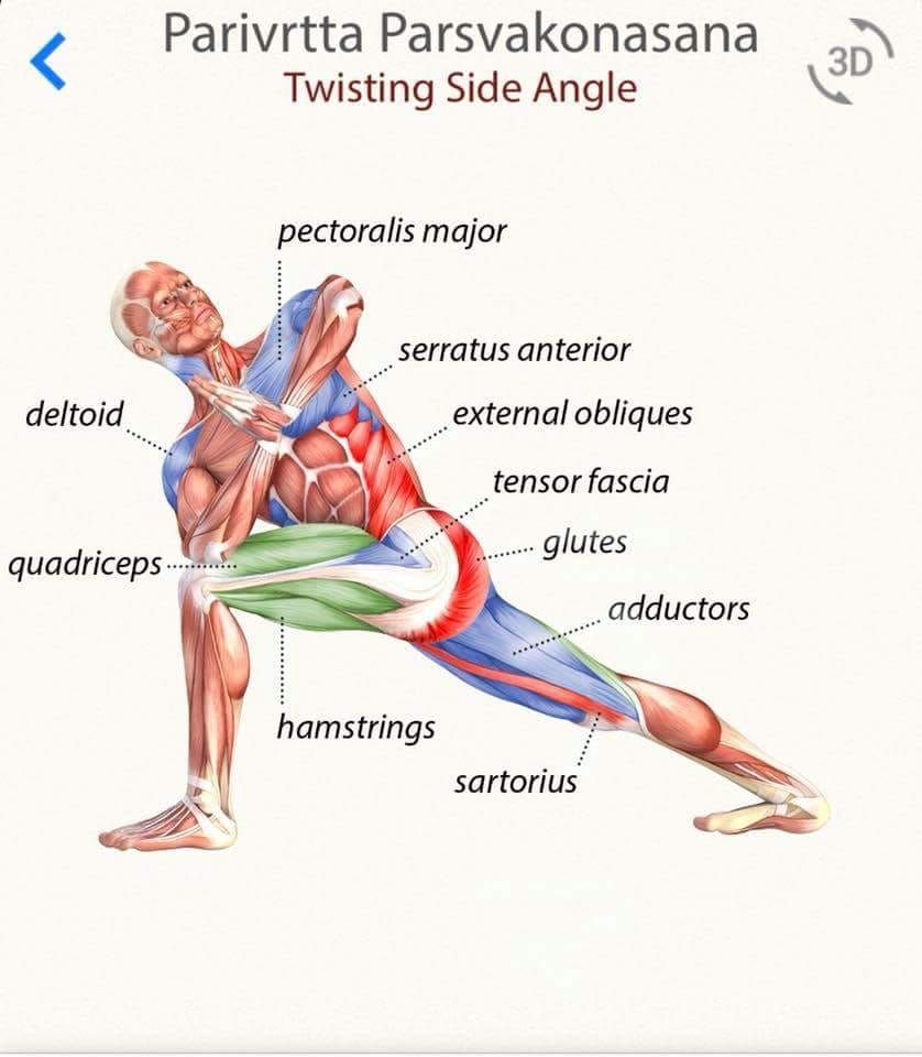 Parivrtta Parsvakonasana Is A Beautiful Twist That Applies A Beneficial Stress On Your Internal Organs Helping Vinyasa Yoga Yoga Teacher Training Yoga Muscles