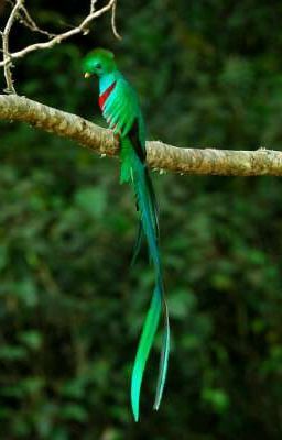 está es una historia basada principalmente en la cultura Azteca de Mé… #fantasía # Fantasía # amreading # books # wattpad Tropical Birds, Colorful Birds, Small Birds, Most Beautiful Birds, Pretty Birds, Rare Birds, Exotic Birds, Beautiful Creatures, Animals Beautiful