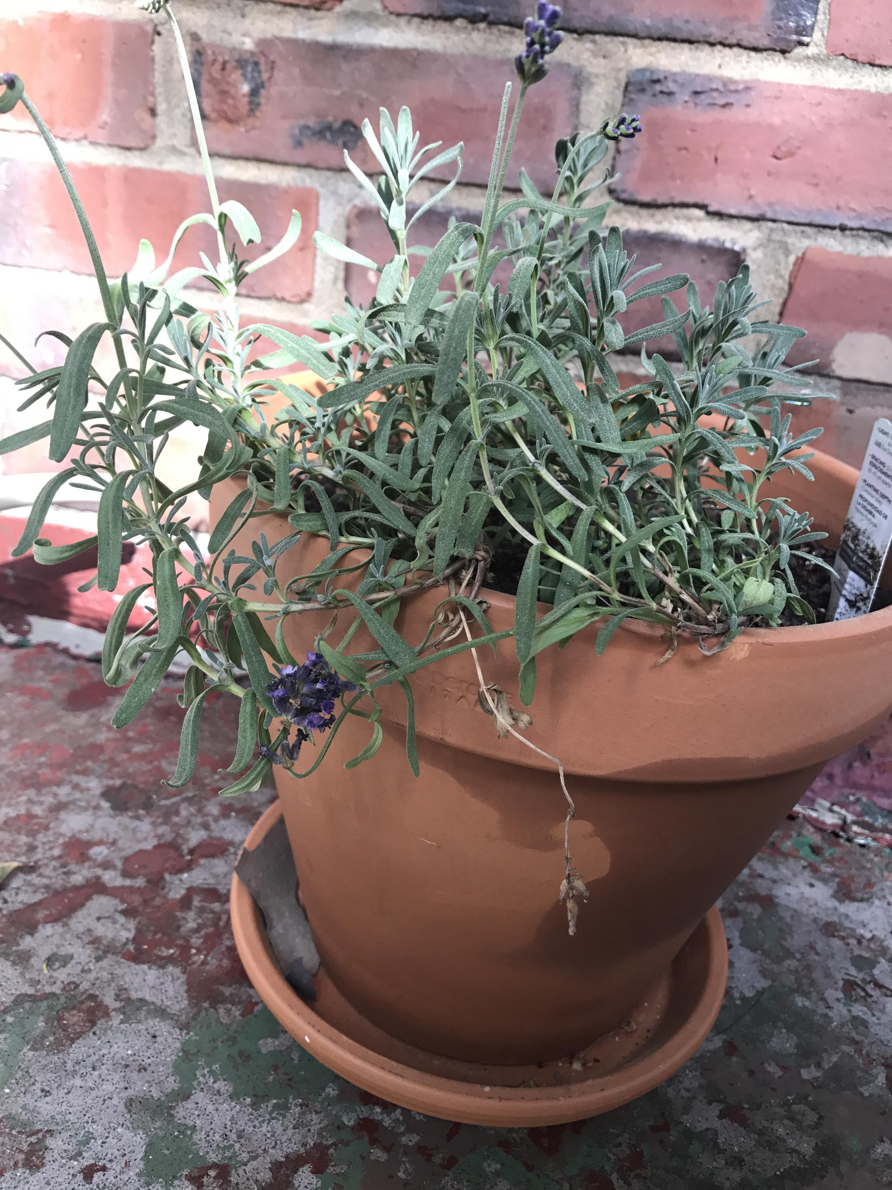 Plant wilting after repotting