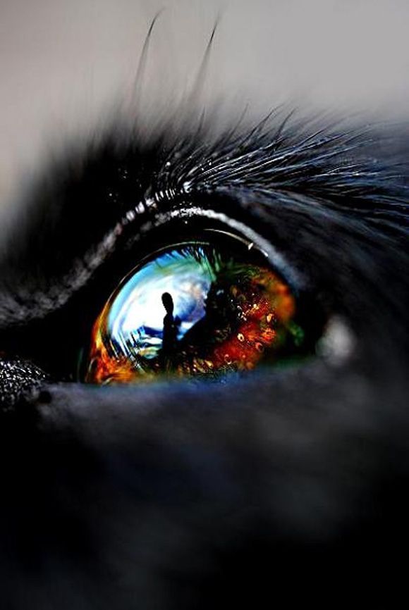 Reflection from a pet's eyes... could be cool with Wally or Lady----Ojos mas bellos si ven vien. Controlate cada año. Lee ennuestro blog " Como descansar frente a la PC " y otros Super Macro Photography, Macro Photography Abstract, Eye Photography, Stunning Photography, Photography Techniques, Creative Photography, Animal Photography, Levitation Photography, Exposure Photography