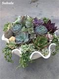 200 pcs/bag Succulents Seeds, mini bonsai seeds, Indoor Miniature Garden Bonsai Flower Seeds Potted Plants Purify the Air