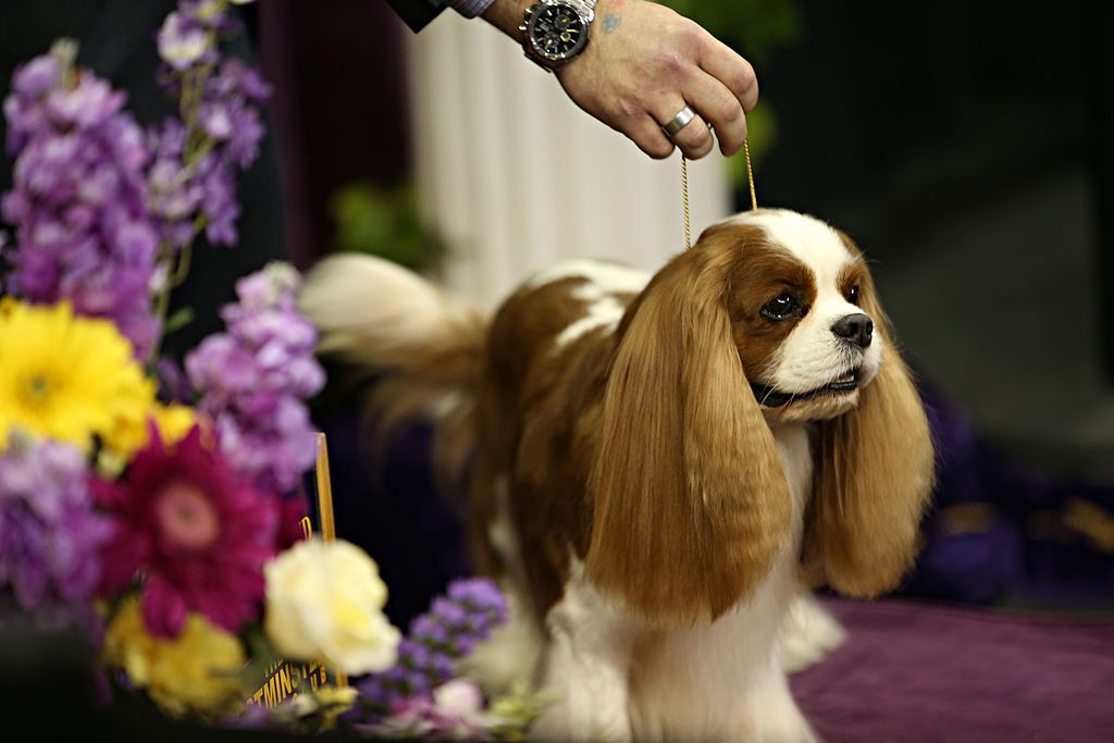The Breeds to Watch at the 144th Annual Westminster Dog Show Cavalier The Breeds to Watch at the 144th Annual Westminster Dog Show Cavalier