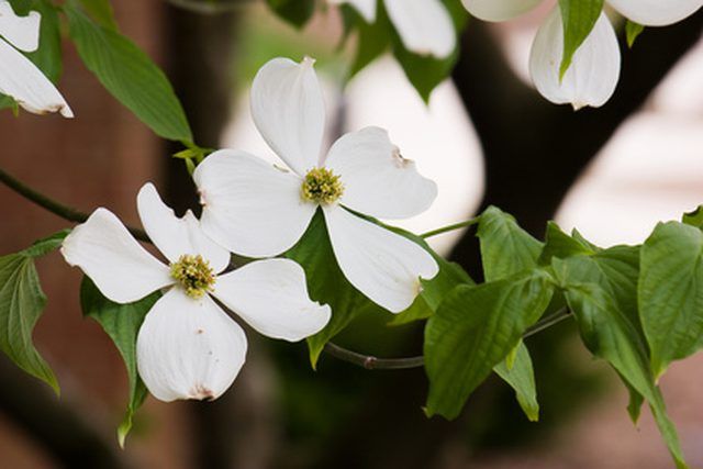 Leaf Arrangement Pacific Dogwood Dogwood Trees Dogwood