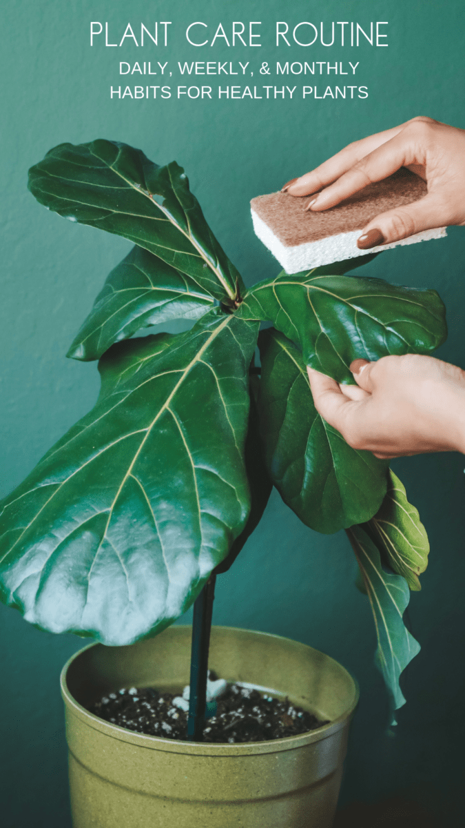 Creating a Houseplant Care Routine