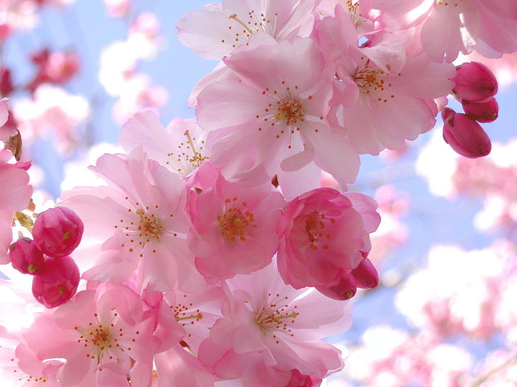 So Delicate Museum Of Leisure Pinterest Flowers Beautiful Cherry Blossoms Pink Blossom Trees Garden Flower