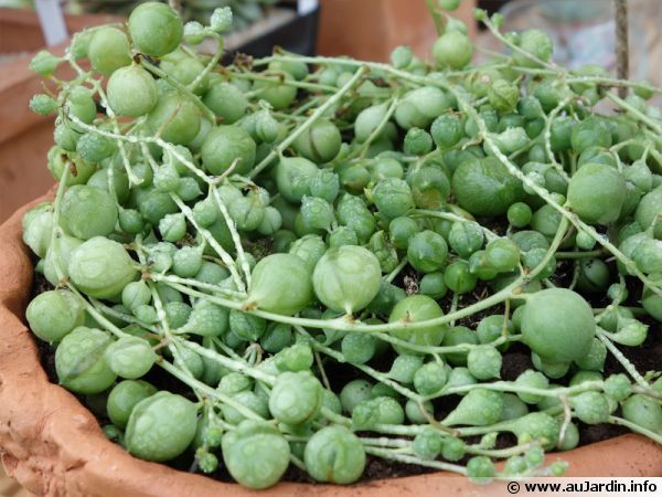 succulente collier de perles succulente collier de perles