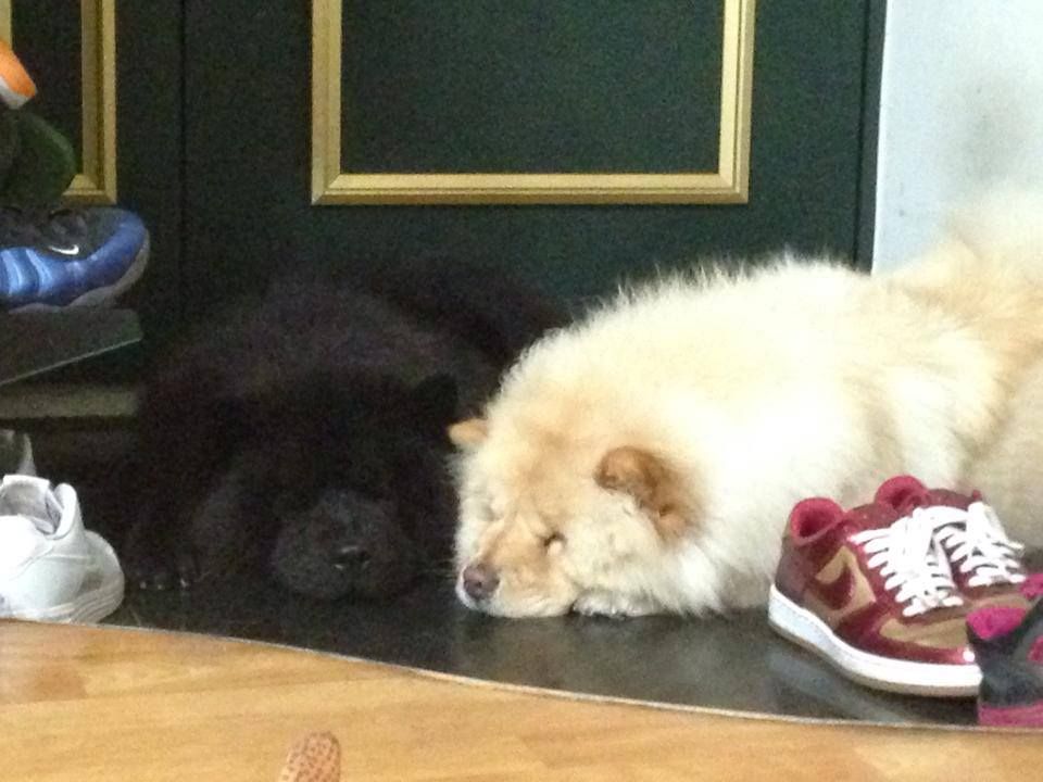 My Chows Dogs Animals Chow Chow