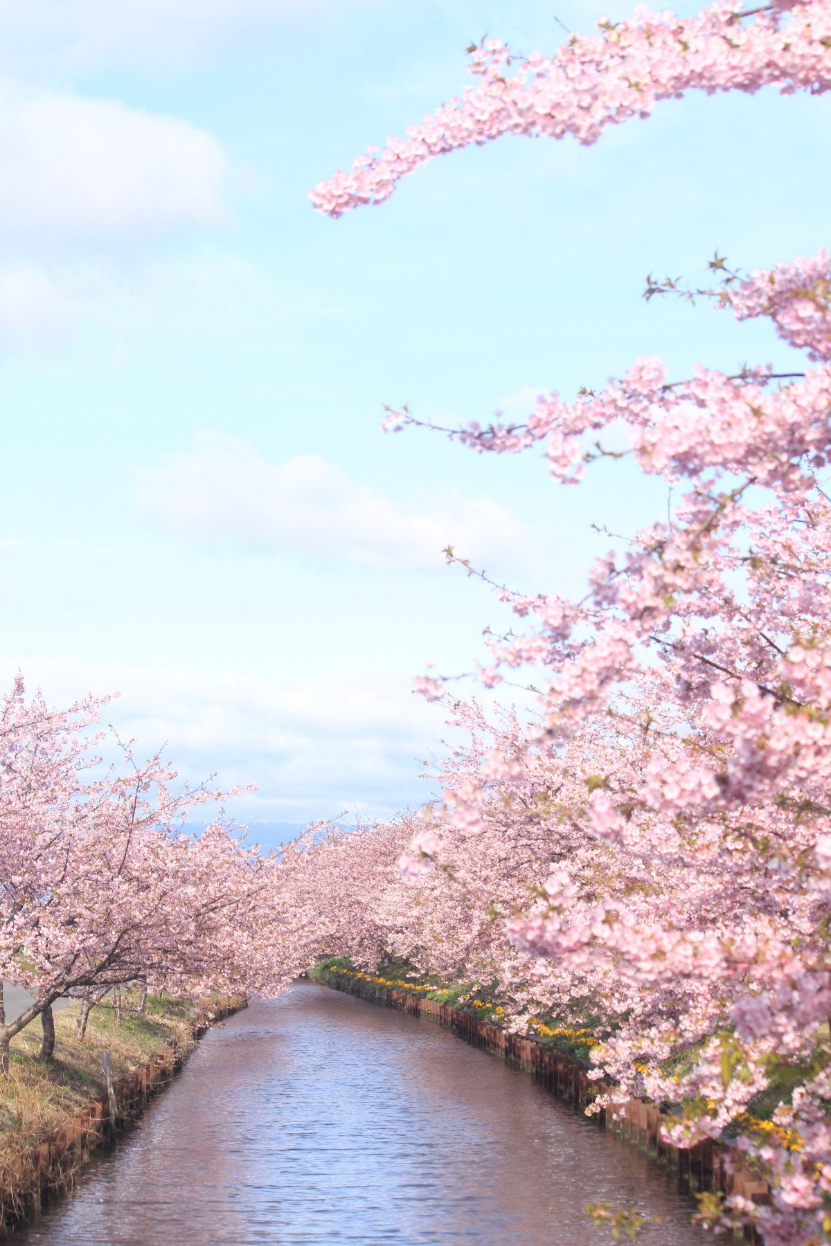 早咲き桜 Triproud 青空 写真 美しい風景写真 綺麗 景色 早咲き桜 Triproud 青空 写真 美しい風景写真 綺麗 景色