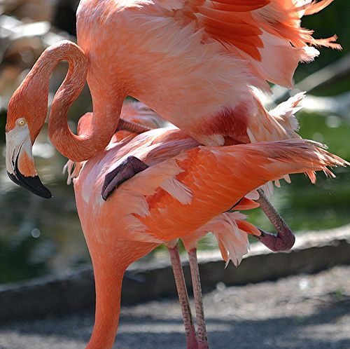 flamingo legs and feet flamingo legs and feet