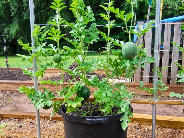 Growing Watermelon Vertically In Pots In Balcony Patio Rooftop Gardens How To Grow Watermelon Growing Vegetables Growing Tomatoes In Containers