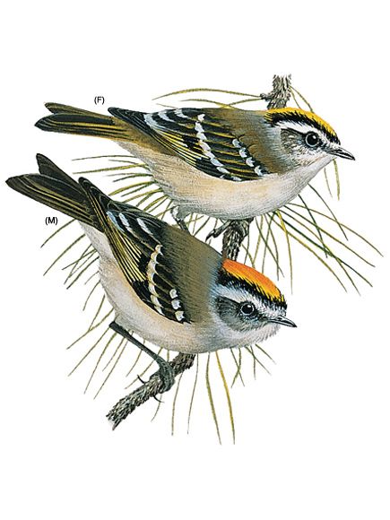 Golden Crowned Kinglet National Geographic Bird Illustration Birds Painting Beautiful Birds
