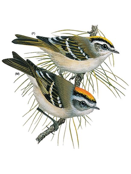 Golden-Crowned Kinglet