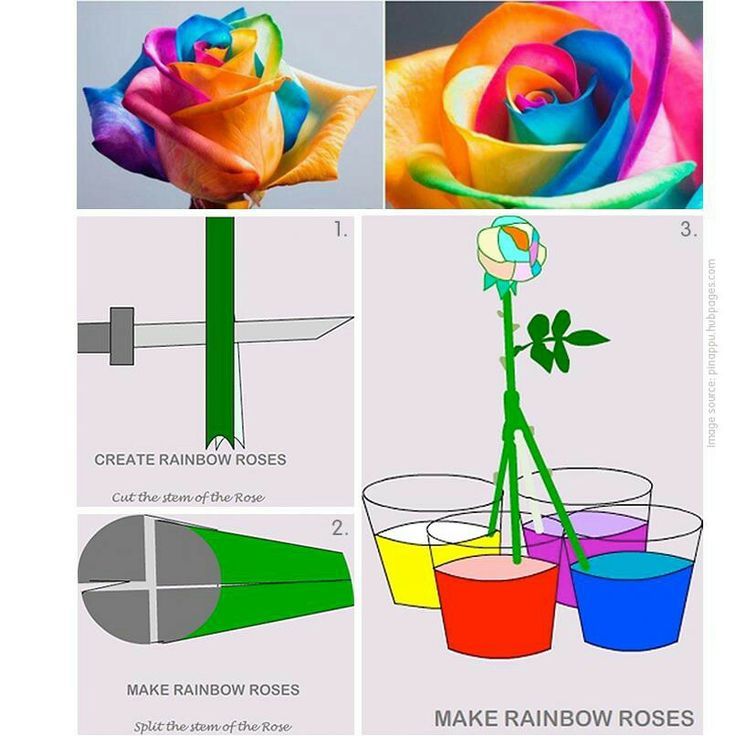 30 Diagrams To Make You Master In Growing Roses I Love Did You Know Can Make Own Rainbow Rose Using A White And Food Coloring Check Out This Simple Ilration To Learn How