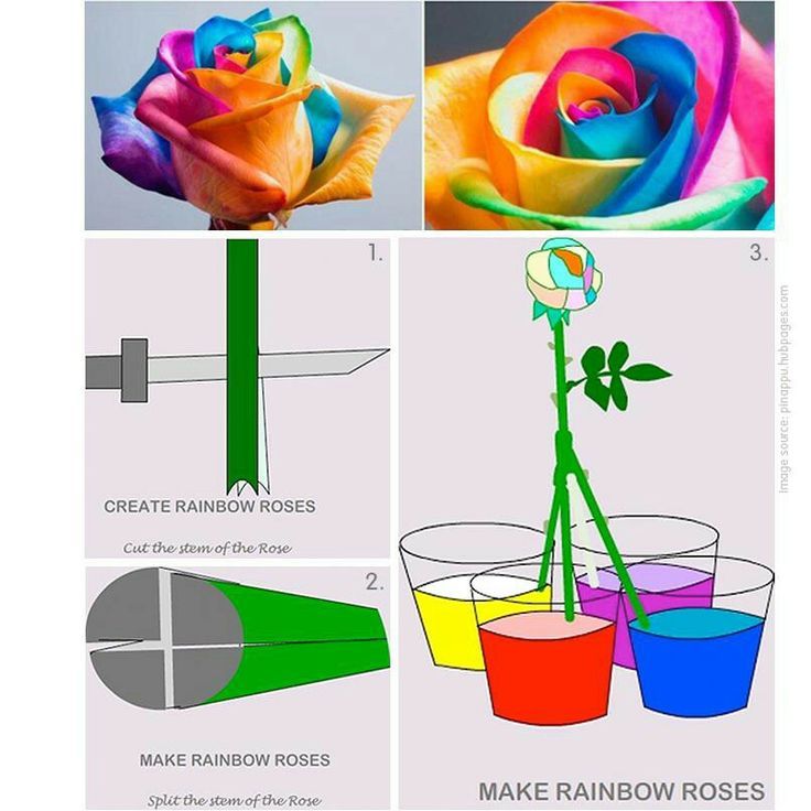 30 Diagrams to Make You Master in Growing Roses