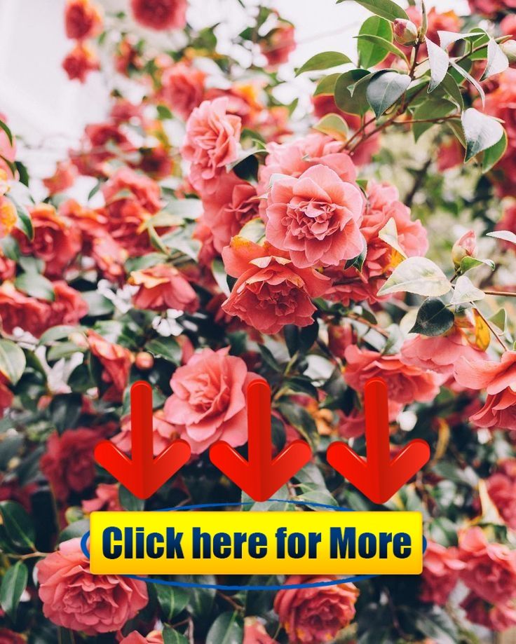 Wallpaper Iphone Flower Wallpaper Flowers Photography