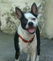 Boston Terrier Jack Russell Mix Con Imagenes Bojack