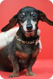 Centerville Ga Dachshund Meet Heather Locklear A Dog For