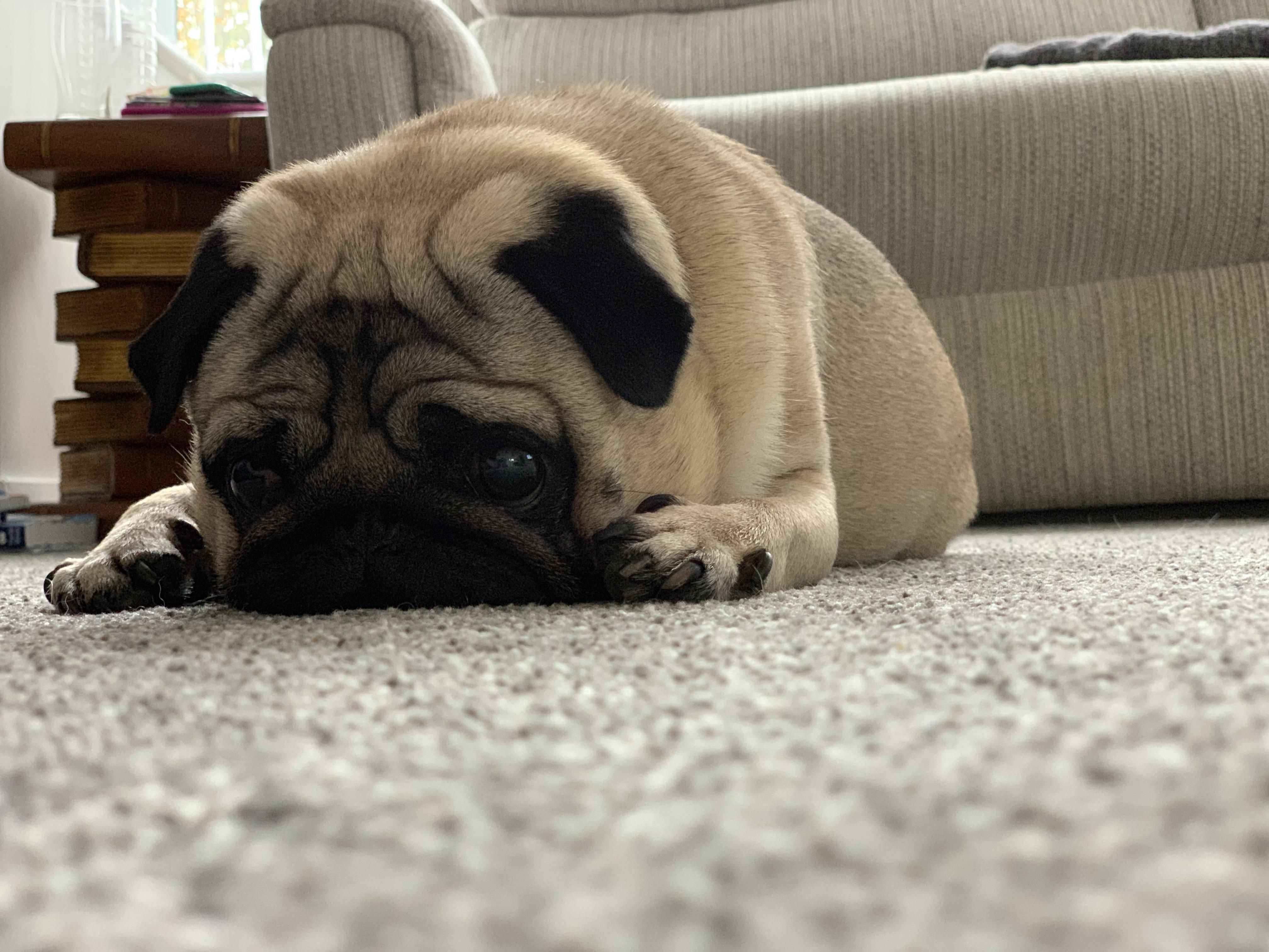 Pin By Dennis Green On Pug Funny Pugs Pug Love Pug Life