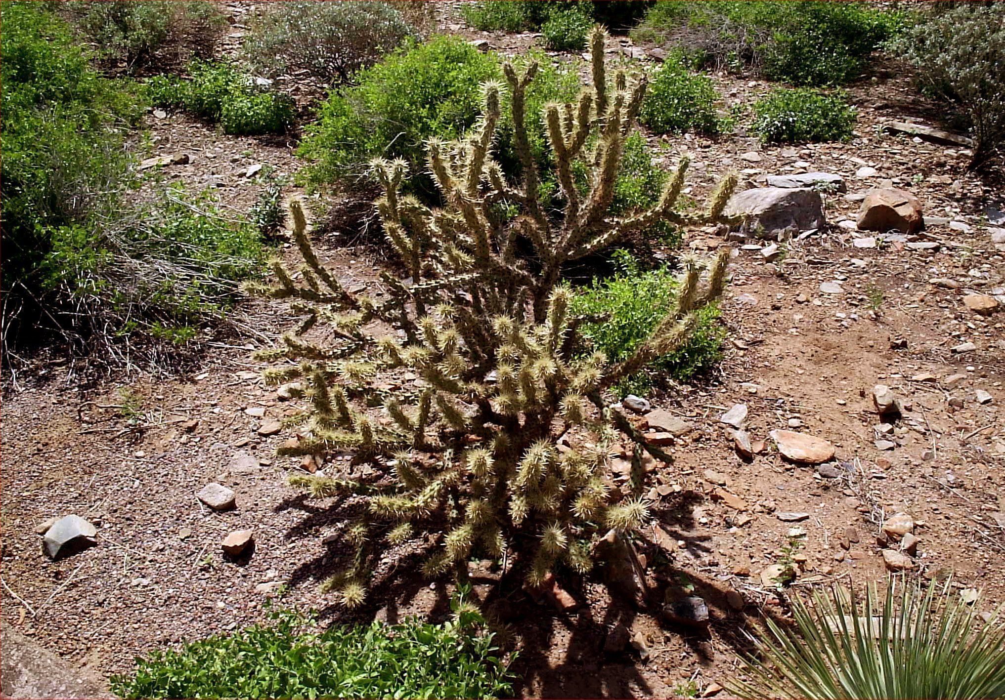Arizona cactus #arizonacactus Arizona cactus #arizonacactus Arizona cactus #arizonacactus Arizona cactus #arizonacactus Arizona cactus #arizonacactus Arizona cactus #arizonacactus Arizona cactus #arizonacactus Arizona cactus #arizonacactus Arizona cactus #arizonacactus Arizona cactus #arizonacactus Arizona cactus #arizonacactus Arizona cactus #arizonacactus Arizona cactus #arizonacactus Arizona cactus #arizonacactus Arizona cactus #arizonacactus Arizona cactus #arizonacactus Arizona cactus #ariz #arizonacactus