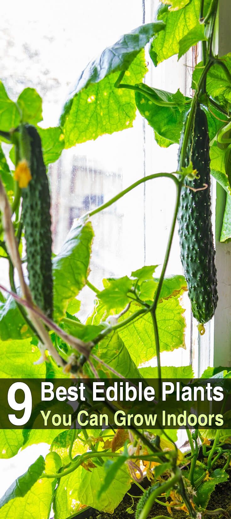 Nine great edible plants you can grow inyour kitchen Nine great edible plants you can grow inyour kitchen