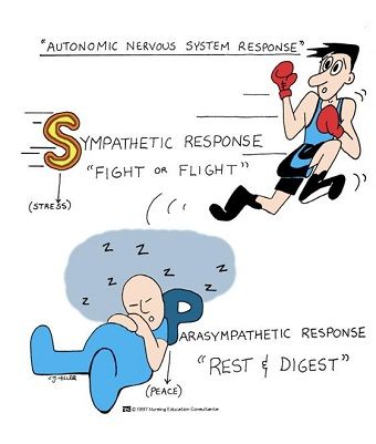Autonomic Nervous System Nursing Review Nursing