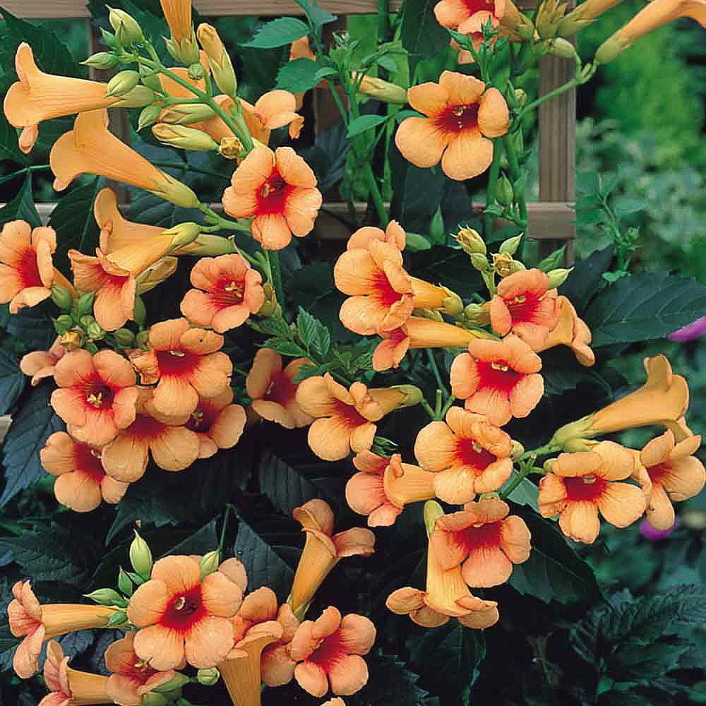 Indian Summer Trumpet Vine Plant Campsis 2 5 Pot Indian Summer Trumpet Vine Plant Campsis 2 5 Pot