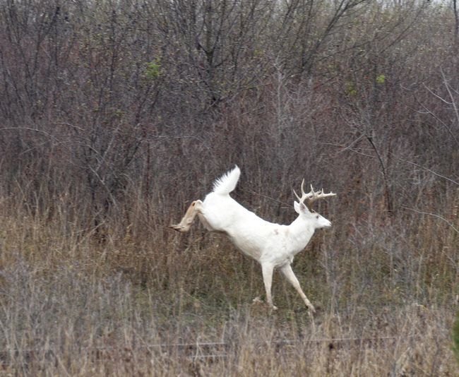 A white deer leaps at the former Seneca Army Depot in central New York. There are about 200 white deer, a natural variant of the brown white-tailed deer, on the decommissioned site that will soon be put up for bid. Whitetail Deer Pictures, Whitetail Deer Hunting, Deer Photos, Whitetail Bucks, Coyote Hunting, Pheasant Hunting, Archery Hunting, Deer Pics, Hunting Tips