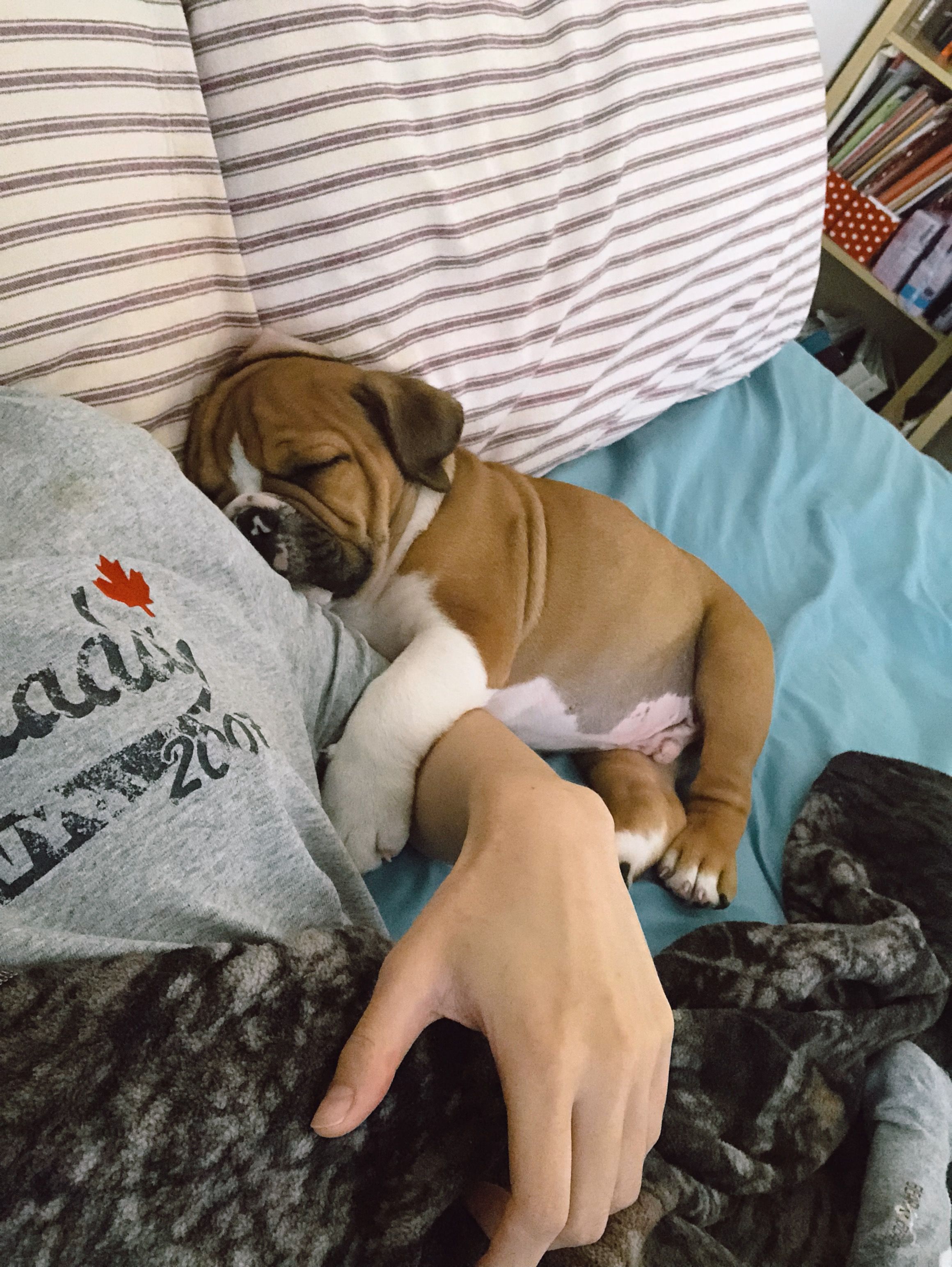 Favorite Dogs By Mandy Riley Williams Bulldog Puppies English