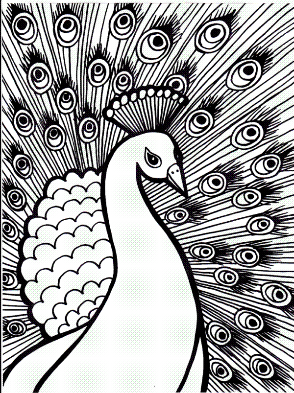 Peacock Coloring Pages