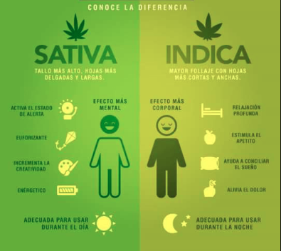 12 Sativa Vs Indica Ideas Sativa Vs Indica Sativa Indica