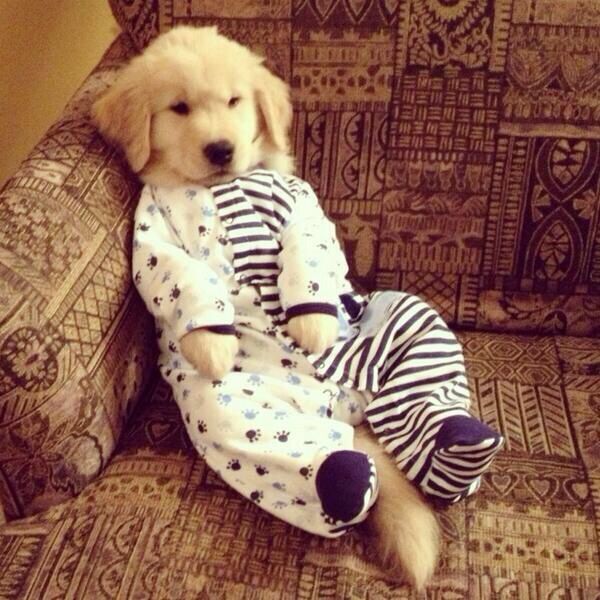 Omg Puppy In A Onesie Puppies In Pajamas Cute Animals Puppies