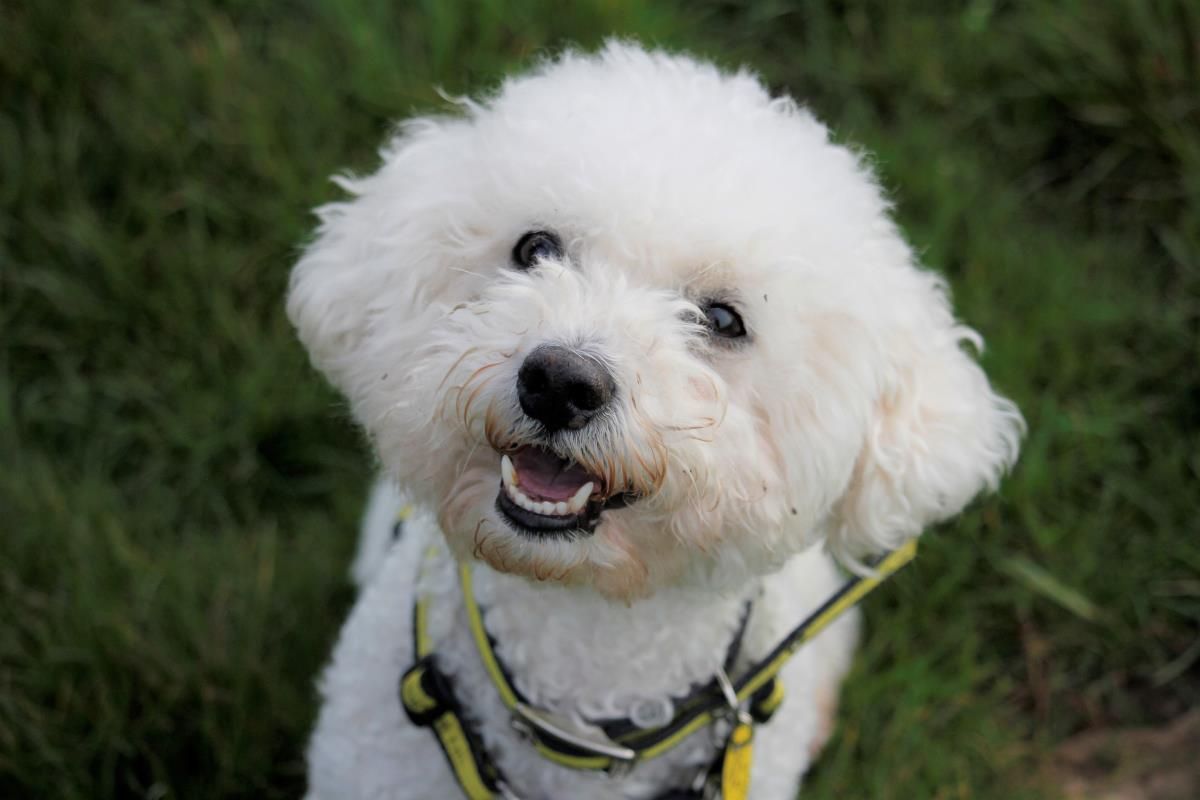 dogs trust bichon frise