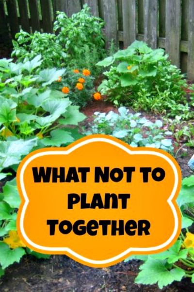 Companion Planting Or What Not To Plant Together Plants Veggie