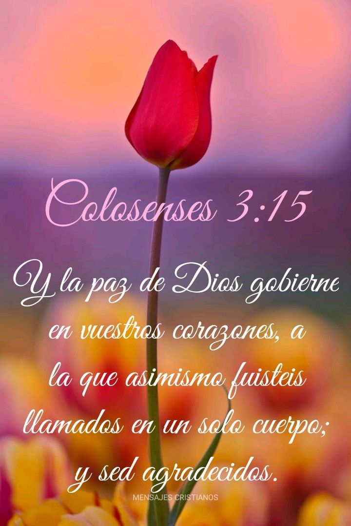 MENSAJES CRISTIANOS Colosenses 3 15 Frases De Animo Dios Frases mensajes-cristianos-colosenses-3-15-frases-de-animo-dios-frases
