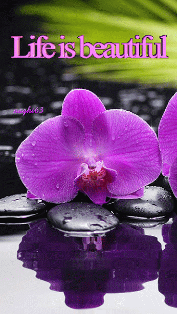 Voir D Autres Gifs De Cette Categorie Vous Pouvez Retrouver Tout Ces Gifs Sur Les Sites Recommande Sur Google Patrizia Orchide Gifs Belle Photo Images Gif Voir D Autres Gifs De Cette Categorie Vous Pouvez Retrouver Tout Ces Gifs Sur Les Sites Recommande Sur Google Patrizia Orchide Gifs Belle Photo Images Gif