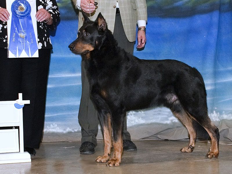 Beauceron Lab Dogs Beauceron Canine Companions