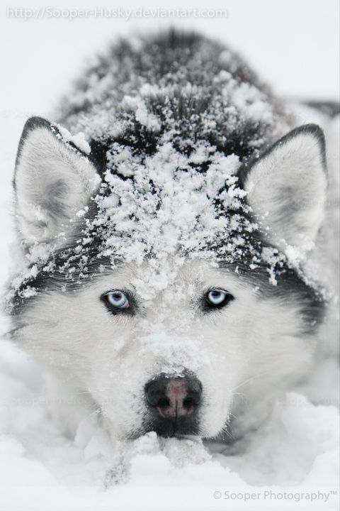 Snow Dog He Is Stunning Wish I Lived In A More Wintery Location