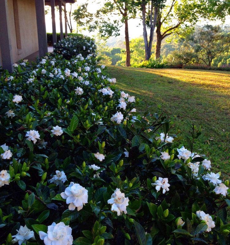 Top 10 Stunning Flowers That Grow In Shades With Images Shade