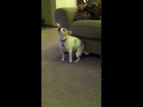 Dog Dancing To Eminem Dog Shaking Funny Dog Videos Eminem